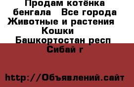 Продам котёнка бенгала - Все города Животные и растения » Кошки   . Башкортостан респ.,Сибай г.